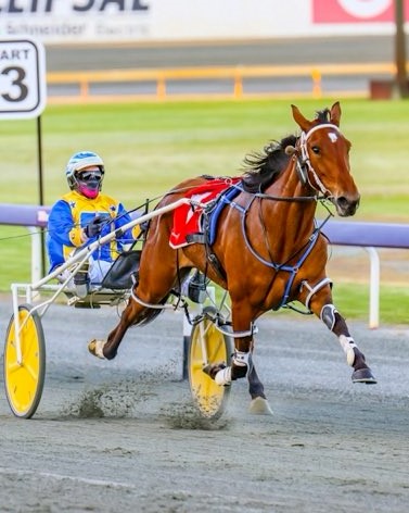 Alta Cinderella edited – 291021