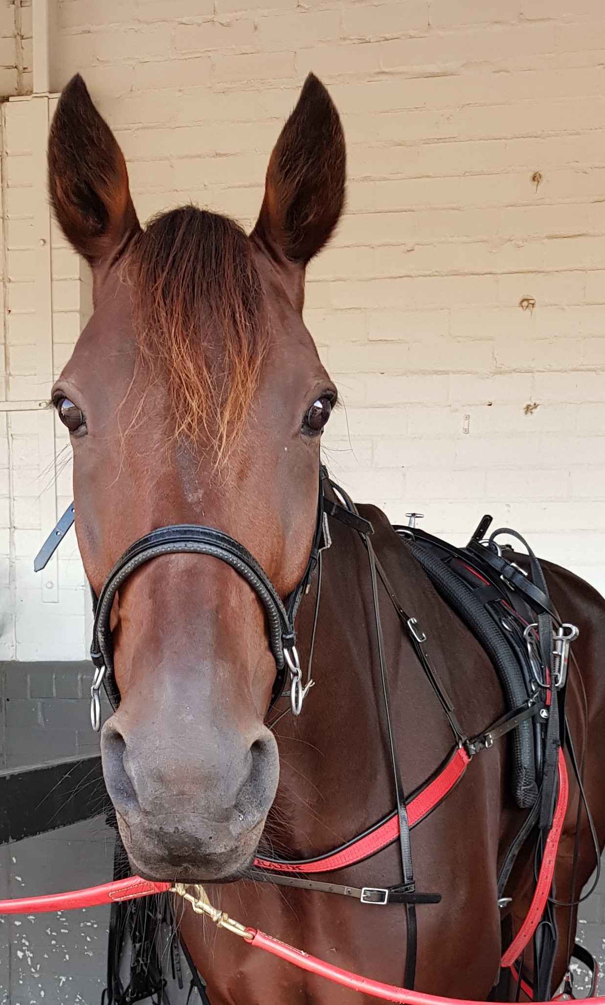 Vultan Tin 1 – cropped