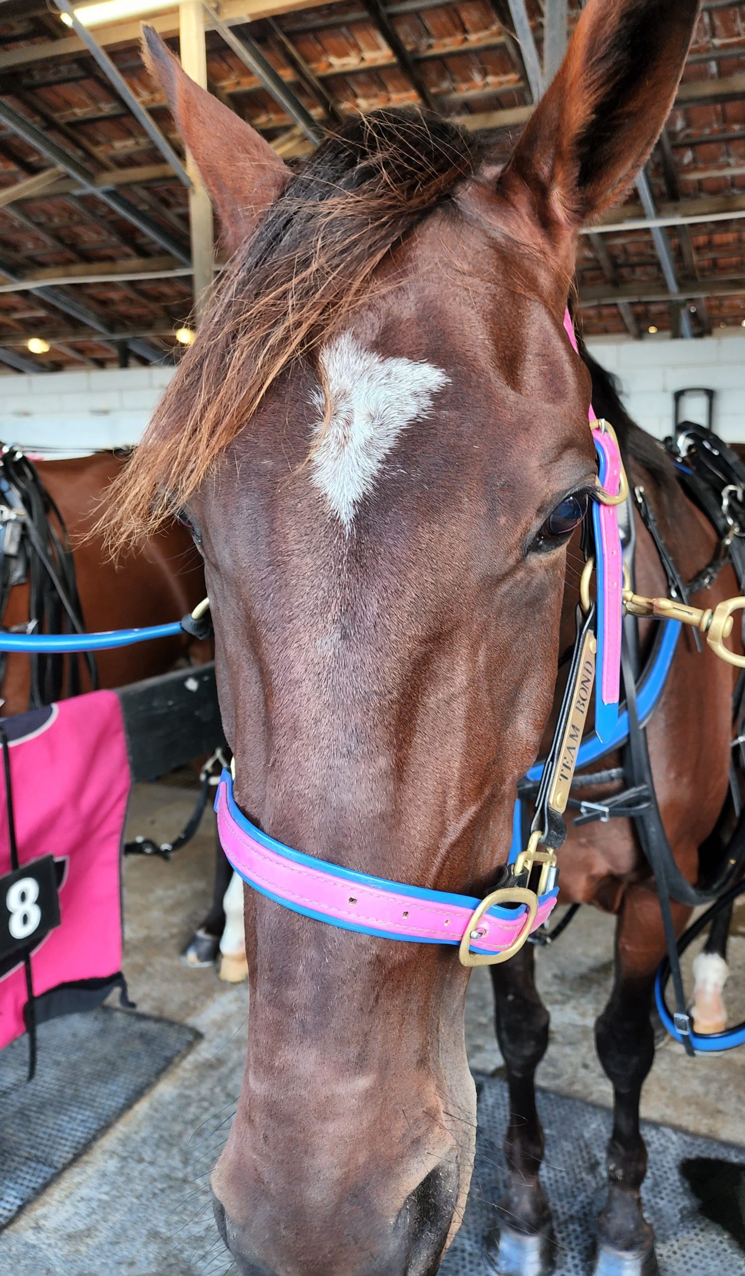 Ima Rockabilly Rebel 1