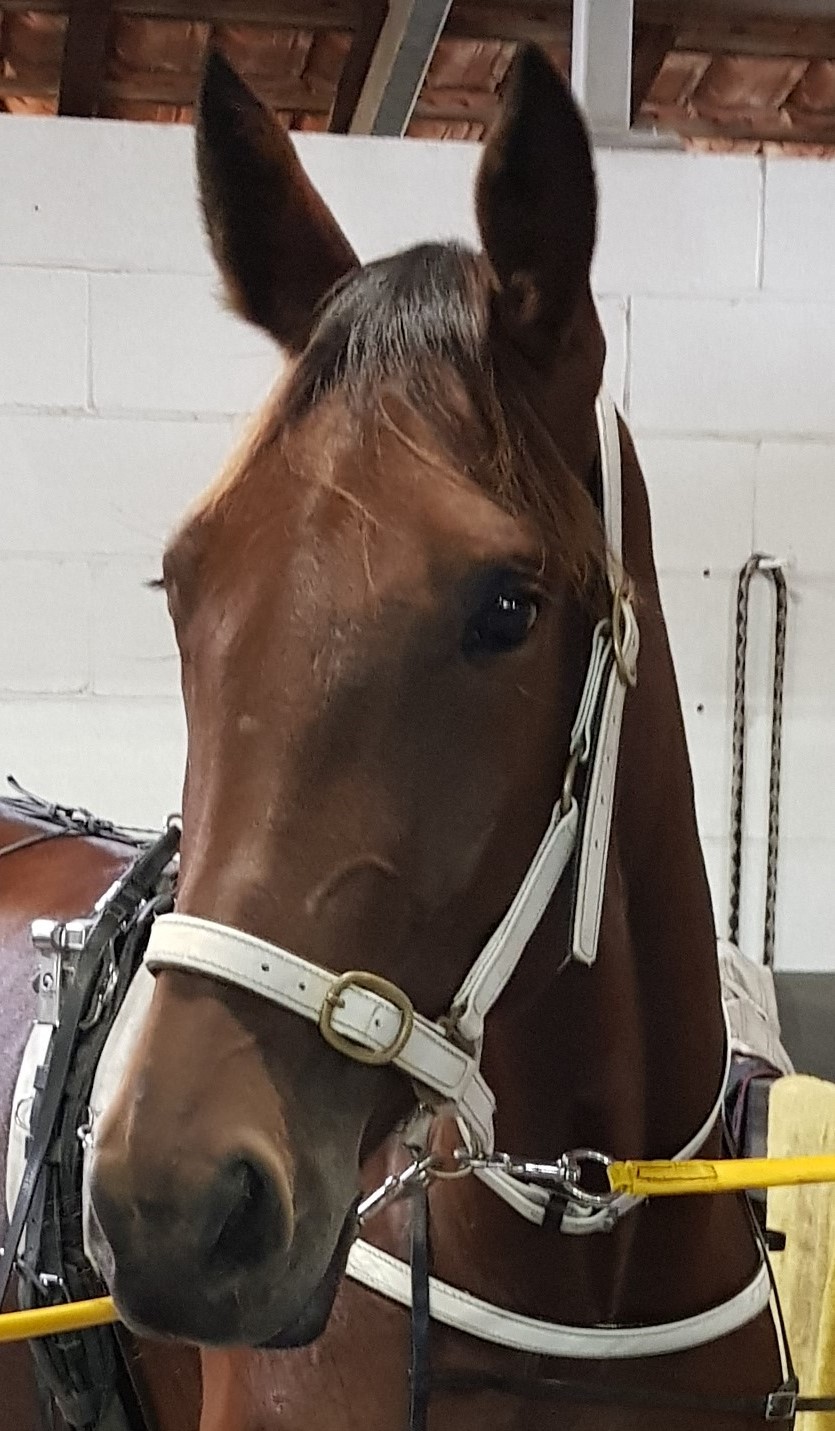 Wonderful To Fly 1 cropped