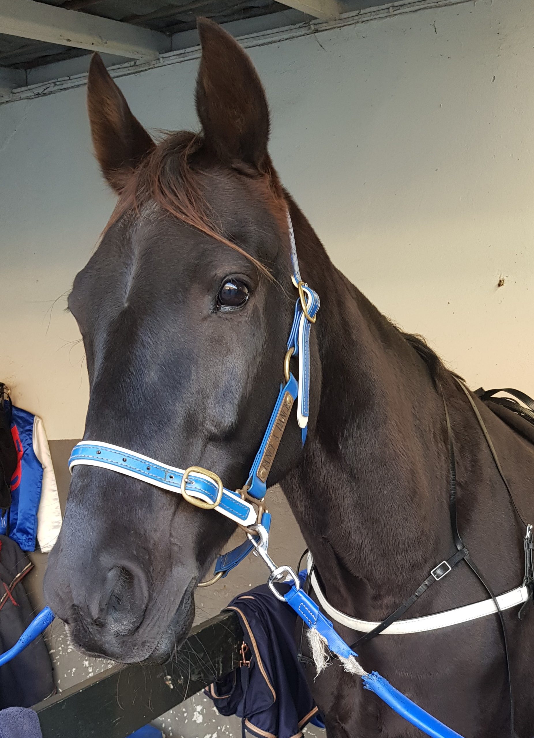 Fanci A Dance Cropped 130522