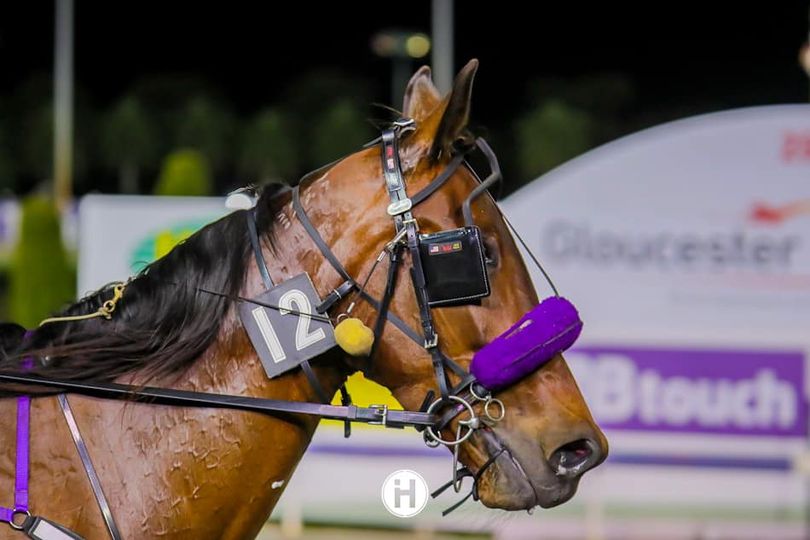 The Amber Hare 281022