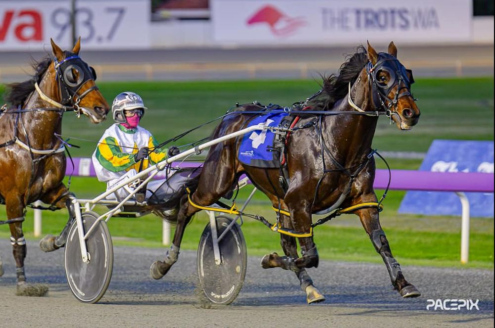 Arma Xfactor 1- M Brown 180823